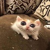 edina_77743