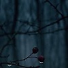 anasiya_58229