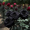 benya_28008