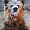 KodiakBear092