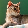 asraf_79968