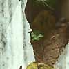 deadevanar_27494