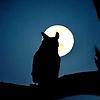 lunarowl