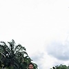 pearasin_64536