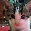 adelia_12292