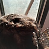 maram_31571