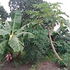 kdanso