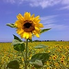 ads_1818