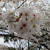 sakuraaaaaa