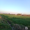 zia_54955