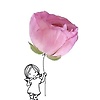 rose_33378