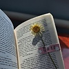 kamola_97556