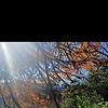 desertrose003