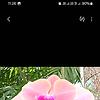 lisa_65049