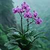 airin_50676