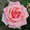 Rebecca24_z