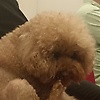 chelsea_38646