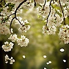 jll_49511