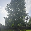 manny_35937