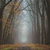 Falling_leaves