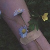 ada_15713