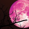 gultaj_23473