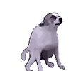 dawg_52290