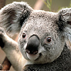 koalayo