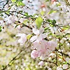 aruo_97116