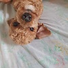 Samii_rose