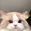 carissa_78390