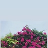 adele_728345