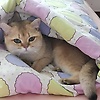 cindy_25107