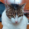 maxtuva