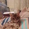ahsen_49963