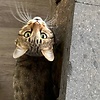 lun_55303