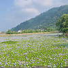 lili_70337