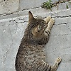 sadiq_12499