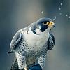 ndil_12868