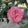 PollyPlum