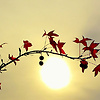 Fatima.m.a