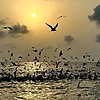 yacoube_37499