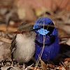 hailun_62076