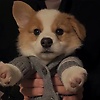 puppy_82546