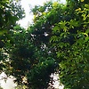 cchnrhytii