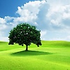 saad_56247
