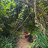 Vivikavv