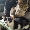 saera_23496