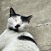 momo_81666