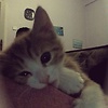 rompy